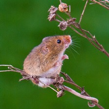 Harvest Mouse showing prehensile tail Image Ron Marshall