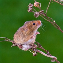 Harvest Mouse showing prehensile tail