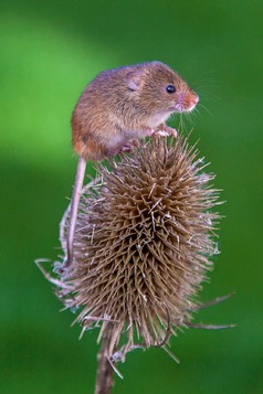 Harvest Mouse on teasel. Image Ron Marshall