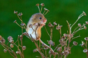 Harvest Mouse on seeds