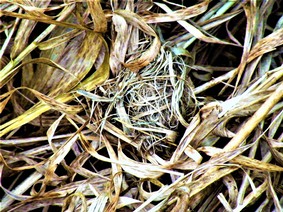 Harvest Mouse nest