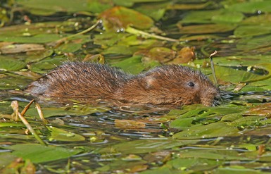 Water Vole swimming