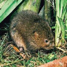 Water vole image