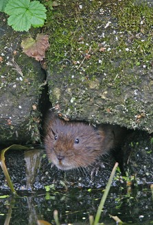Water Vole with head poking out of hole