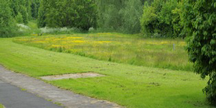 Path with mown grass and unmown flower-rich area Dearne Valley country park