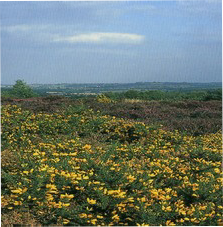Lowland heath with yellow gorse and purple heather