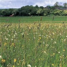 Image of owland meadow (neutral grassland) priority habitat