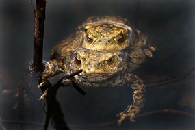 Toads mating