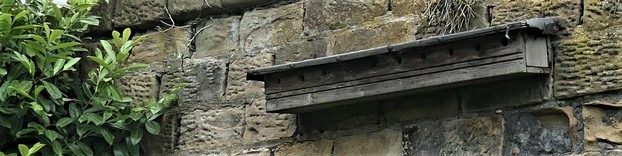 House sparrow colony box on high garden wall