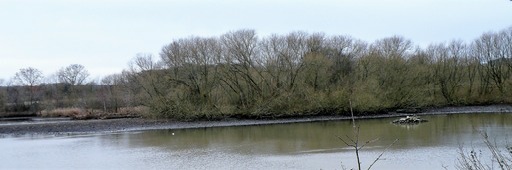 Willow Carr wet woodland at Worsbrough resevoir