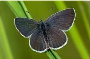 Small Blue uppersides of wings