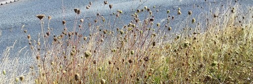 Roadside verge near RSPB Old Moor