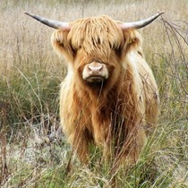 Grazing cattle at work