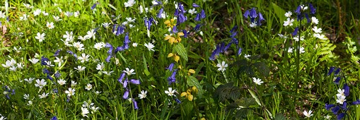 Bluebell, Stichwort and Yellow Archangel plant species