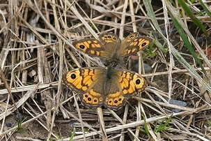 Pair of 'courting' Wall butterflies in 'nose--bumping' ritual. Image: Alwyn Timms