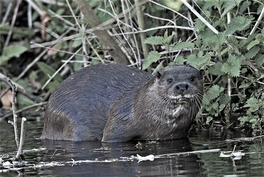 Otter standing in water looking at camera