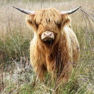 Cattle in wetlands