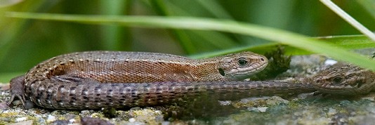 Common Lizard on wall