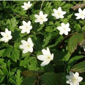 Wood anenome