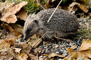 Hedgehog foraging in dead leaves