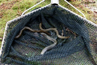 Eels in net at Old Moor
