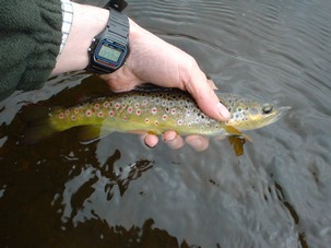 Brown Trout caught in Upper Don river