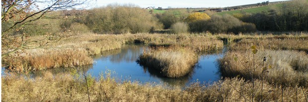 Reedbed at Carlton Marsh