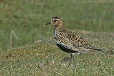 Golden Plover