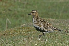 Golden Plover