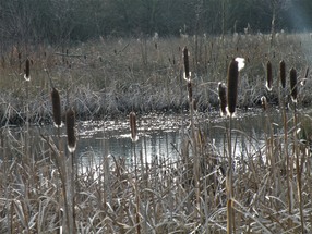 Reedmace at Gypsy Marsh