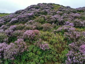 Heather on mound