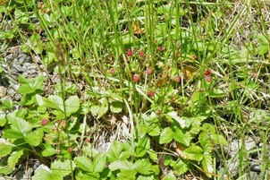 Wild strawberry on limestone rubble at Wogden Foot LWS, former railway sidings.