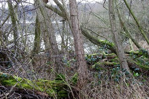 Willow Carr at Worsbrough reservoir