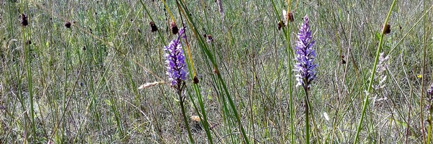Orchids in grassland meadow at Gypsy Marsh