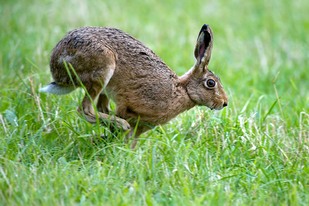Brown Hare running in grassland
