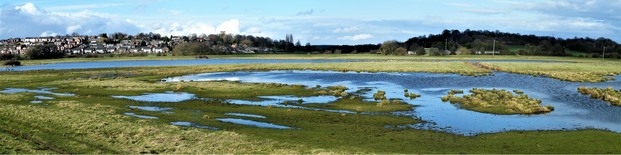 Floodplain grazing marsh at Wombwell Ings