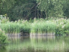 Reedbed at Worbrough reservoir