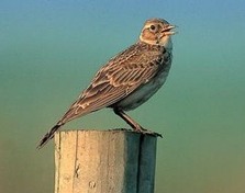 Skylark