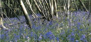 Bluebells in wood