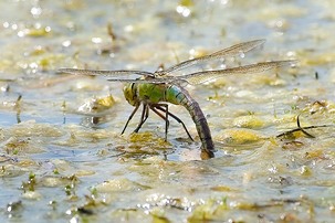 Emperor dragonfly ovipositing in pond