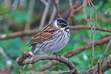 Reed Bunting