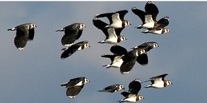 Flock of flying Lapwings at Old Moor