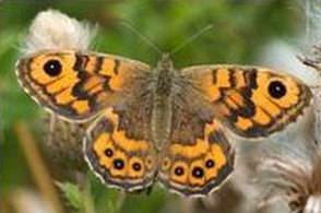 Wall butterfly. Image: Alwyn Timms