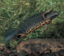 Great Crested Newt