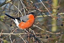 Bullfinch