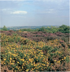 Lowland heath with gorse and heather