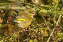 Greenfinch