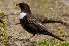 R‌ing Ouzel