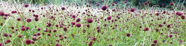 Great Burnet meadow next to the  River Dearne