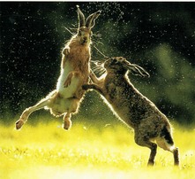 Boxing Hares